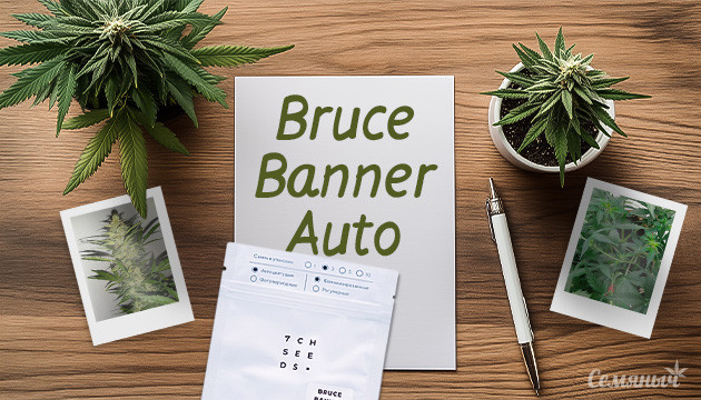 Гроурепорт по выращиванию сорта Bruce Banner Auto