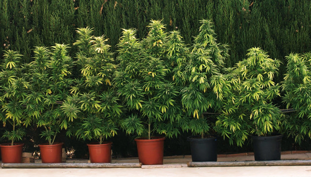 Горшки для аута