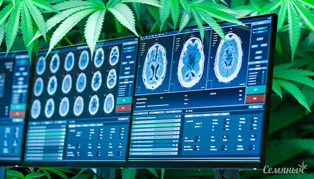 Рассеянный склероз и каннабис Новые исследования о лечении симптомов рассеянного склероза медицинским каннабисом