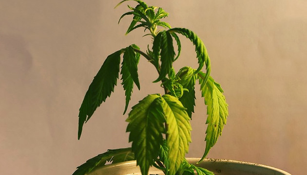 Как обнаружить недолив При недоливе листья истончаются