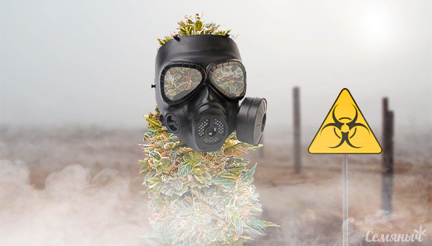 Альтернария у конопли Заражение конопли альтернарией