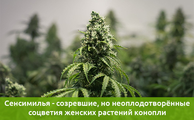 сенсимилья - конопля без семян