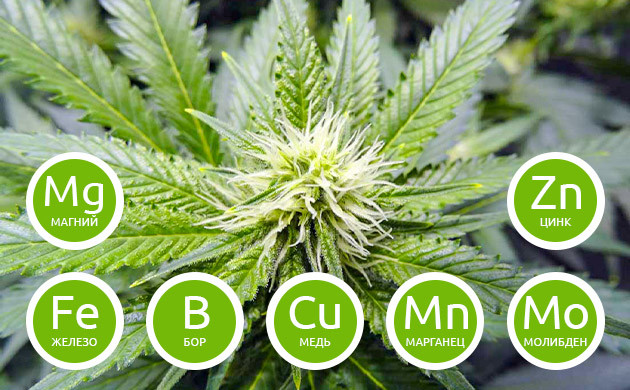 Перечень второстепенных питательных веществ для цветения