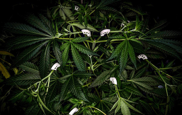 Tutankhamon с согнутыми стеблями