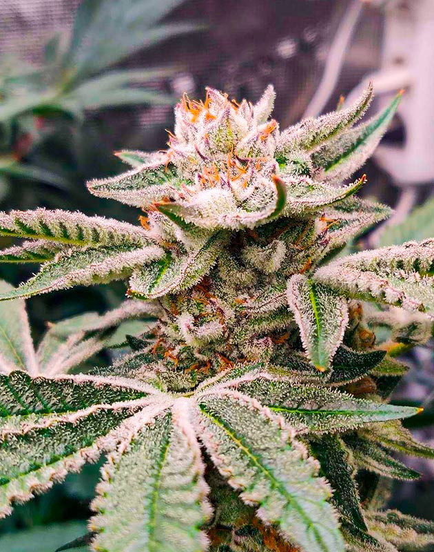 Развитие трихом сорта конопли Biscotti Mintz Гроурепорт сорта конопли Biscotti Mintz