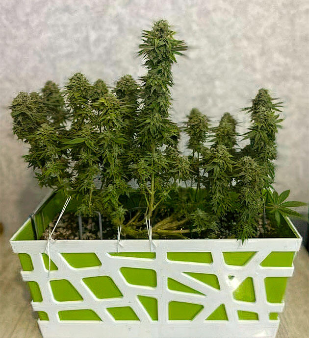 Каннабис на 16 неделе роста