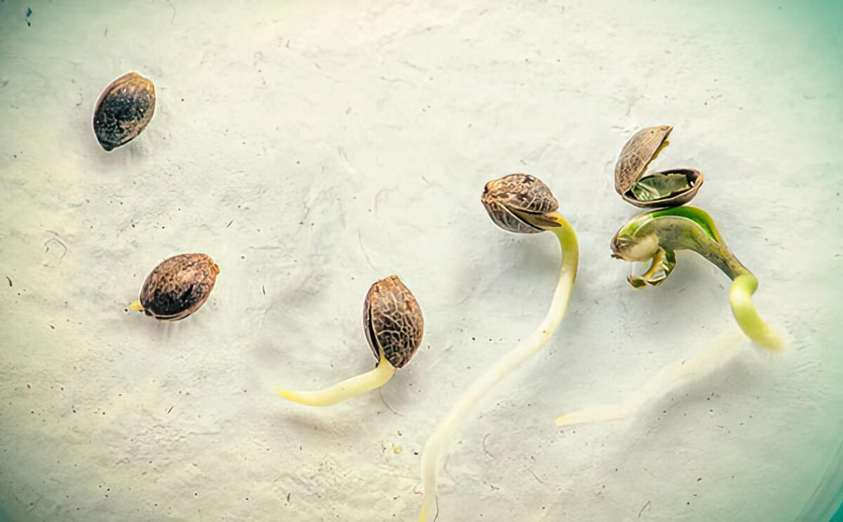 Причины плохой всхожести семян каннабиса