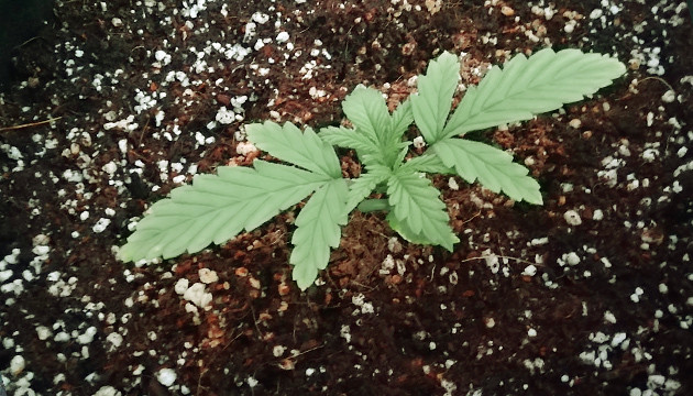 Вегетация сорта Т-34