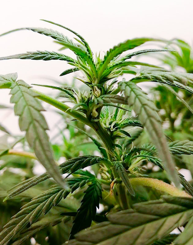 Стимуляция цветения куста Alpha 21