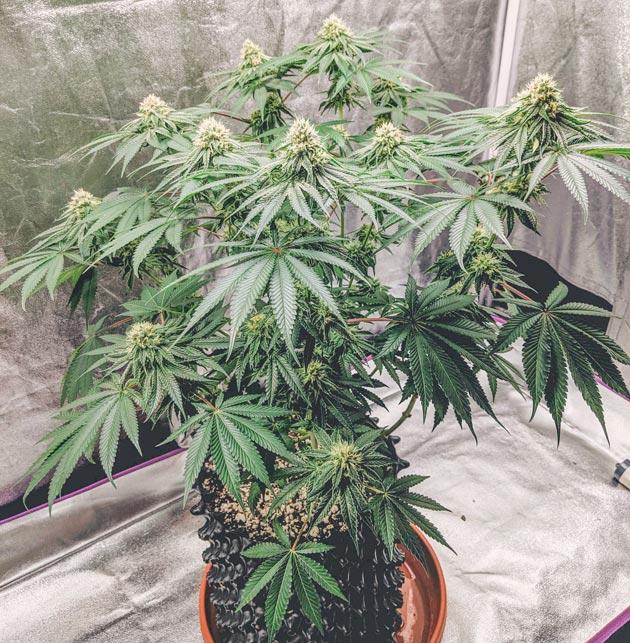 Тренировки марихуаны Куст Sapphire OG от Humboldt Seed Organization на стадии цветения