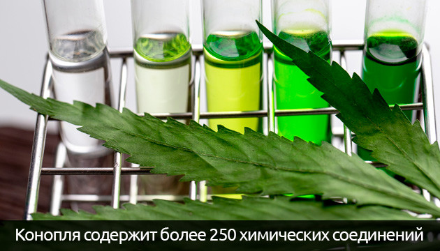 В конопле 250 химических соединений