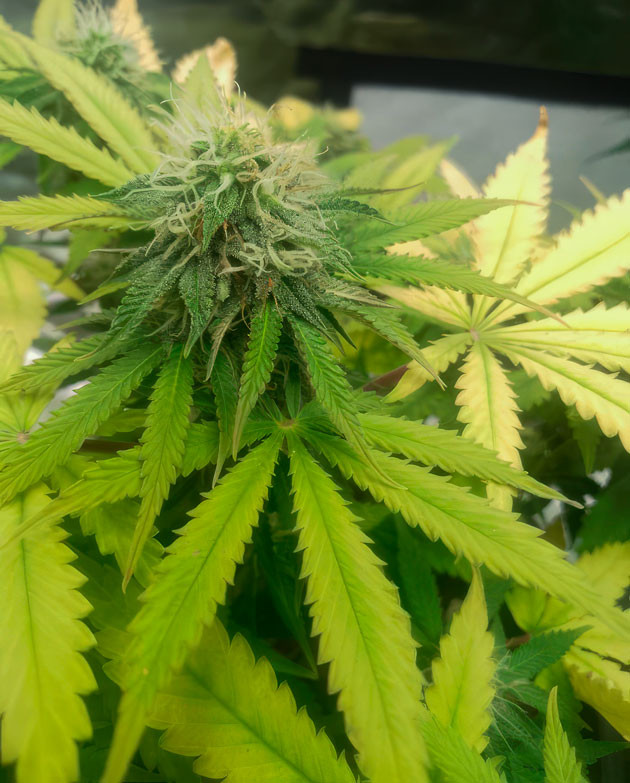 9 неделя роста Godzilla Cookies Auto