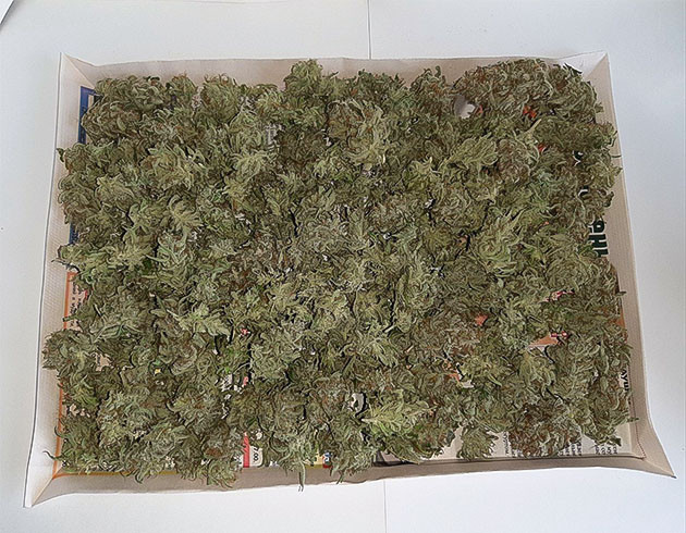 Результаты харвеста Bruce Banner Auto