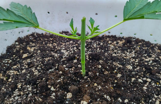 Формирование каннабиса методом топпинга Куст каннабиса после топпинга с удалённой макушкой