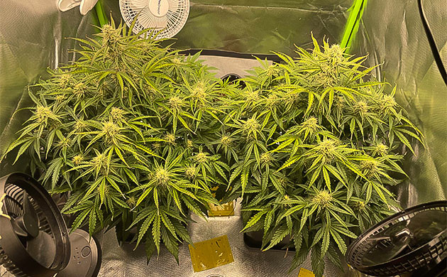 Продолжение цветения Apollo F1 Auto