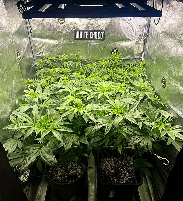 Удвоение роста за неделю Vanilla Frosting Признаки предцветения Vanilla Frosting