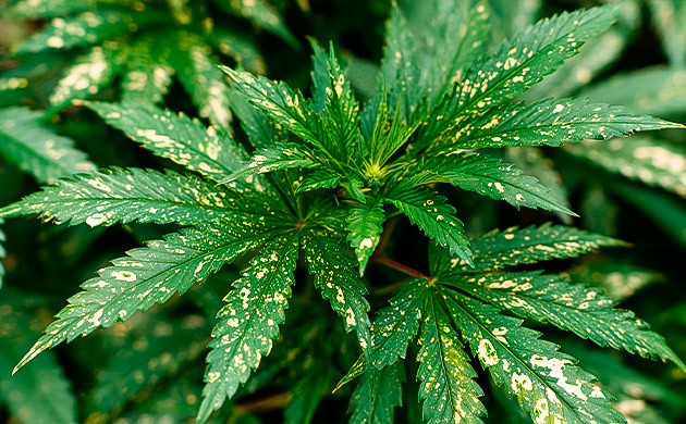 Грибковые заболевания листьев каннабиса