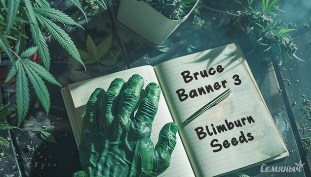 Гроурепорт по выращиванию сорта Bruce Banner #3