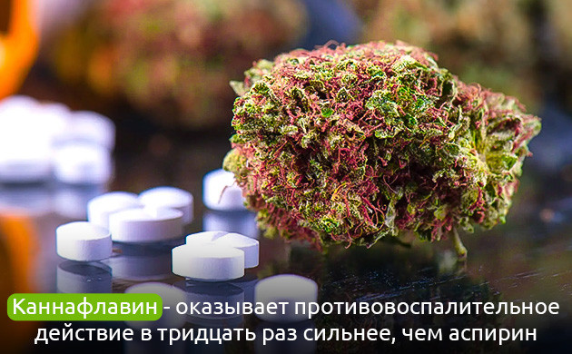 Каннафлавины: противовоспалительное действие конопли