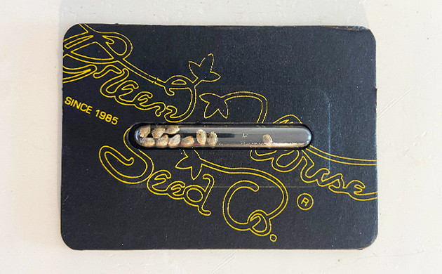 Упаковка с семенами Chemical Bride 10 семян в упаковке от GHS