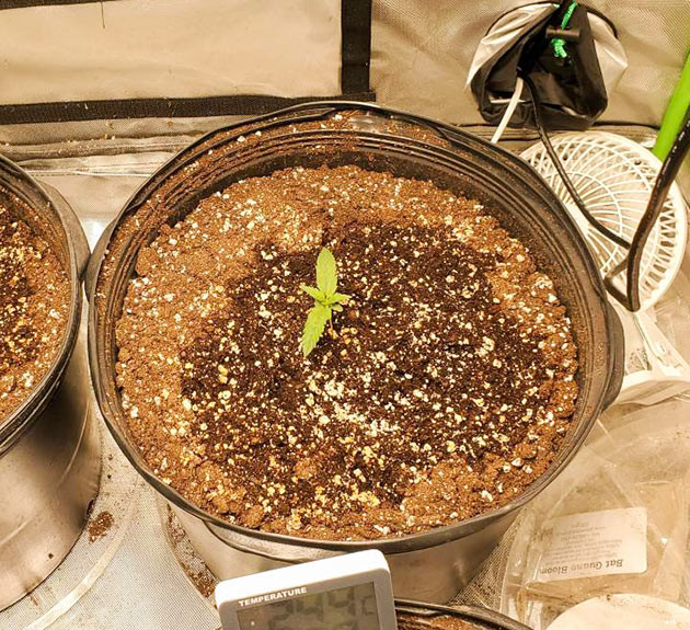 Проращивание Bruce Banner #3