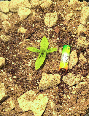 Размер ростка в сравнении с батарейкой