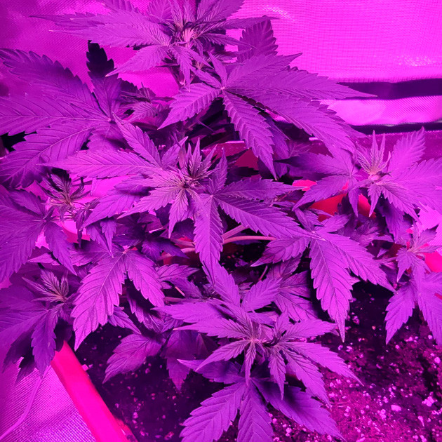 LST-подгиб куста