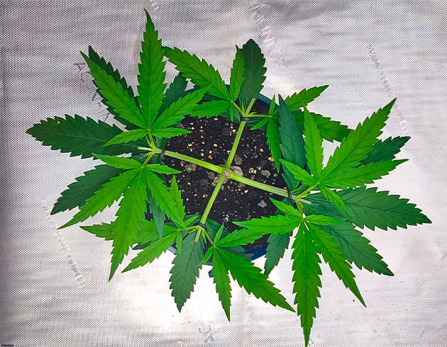 Куст Godzilla Original Glue GG#4 от Herbies Seeds на стадии вегетации