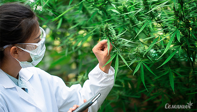 Условия для получения высокого урожая конопли