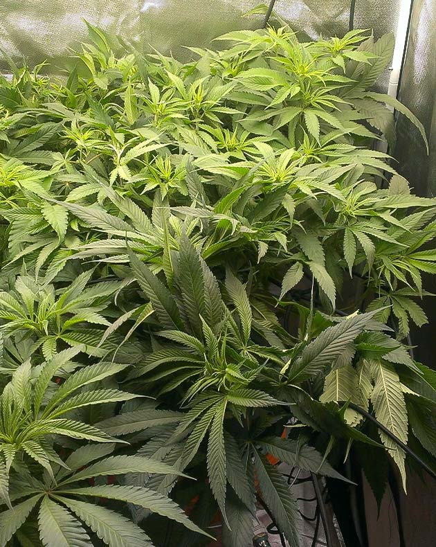 Появление точек роста шишек