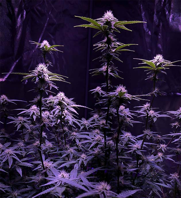 Blueberry Muffin: световой стресс