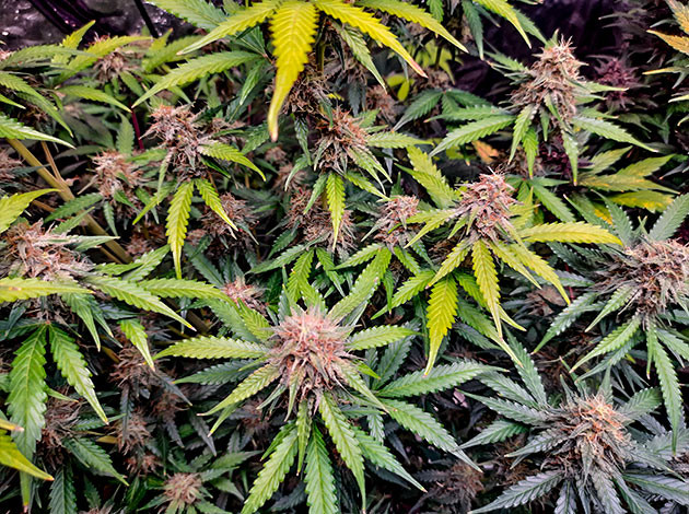 Куст Tashkenti Auto на 10 неделе выращивания