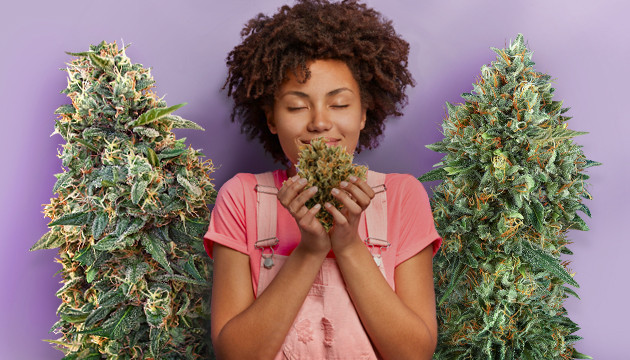 Терпены конопли