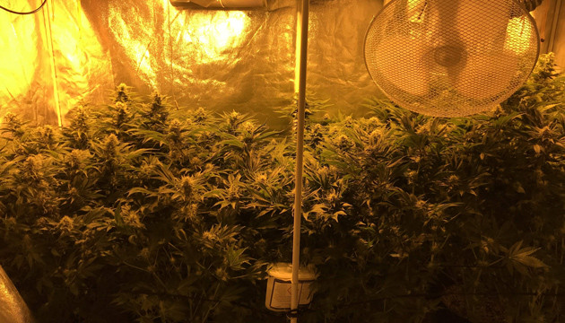 Кусты сорта LSD в гроубоксе