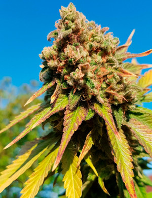 Шишка под лучами солнца