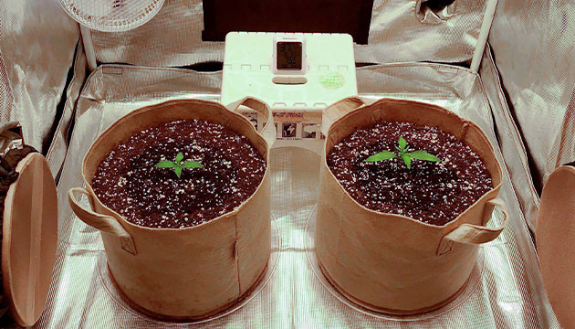 Разница роста растишек