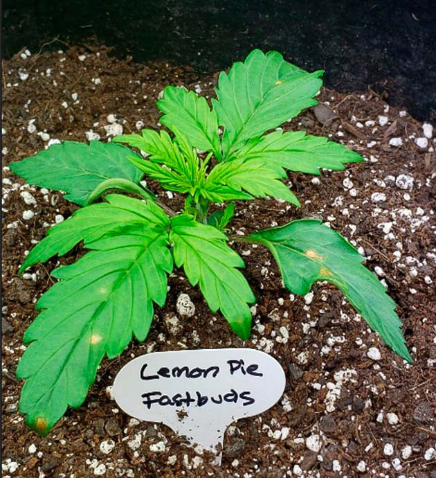 Коричневые пятна на листьях конопли