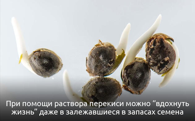 Как оживить старые семена каннабиса Проращивание старых семян конопли в растворе перекиси водорода
