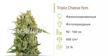 Triple Cheese fem (Barney's Farm)