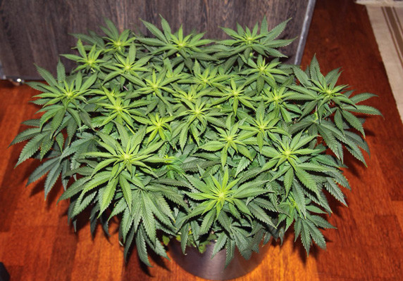 Начало цветения Jack Herer