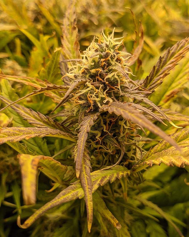 Соцветие Critical Kush Auto на 10 неделе выращивания