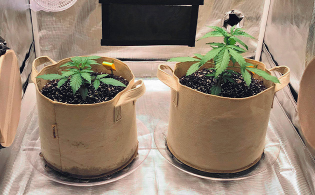 Обрезка верхушки кустов