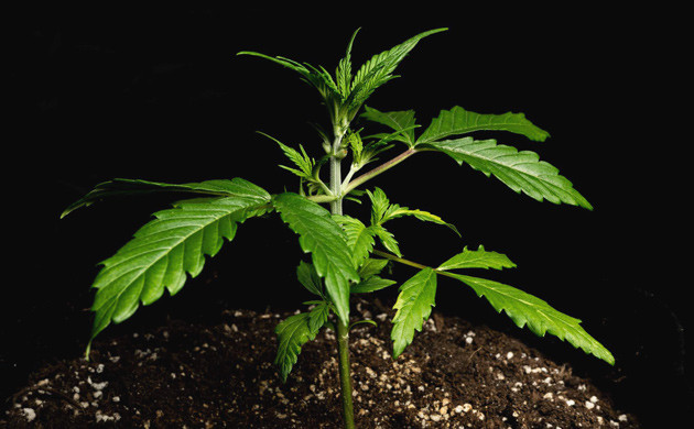 Сорт конопли Lemon AK на 3 неделе роста