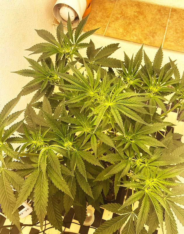 Активный набор зеленой массы Пышный и густой куст конопли