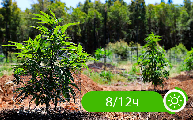 Освещение конопли на открытом воздухе