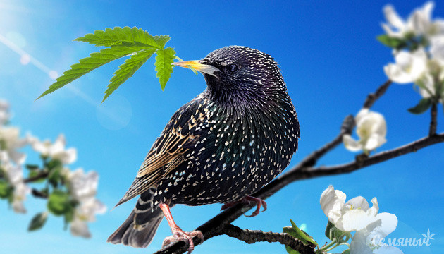 Конопля для весны