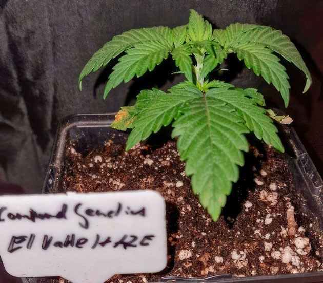 2 неделя роста конопли