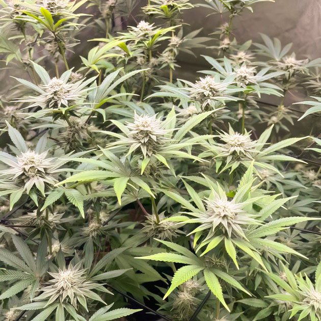 Образование трихом у каннабиса