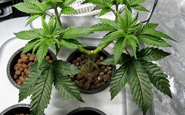 Методика тренировки конопли Mine Lining