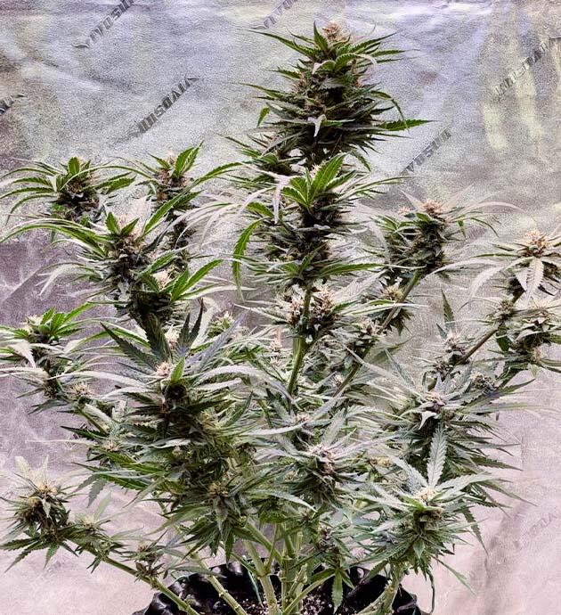 Куст конопли на 9 неделе роста